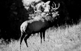 Bull Elk