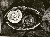 Two Snails in the World